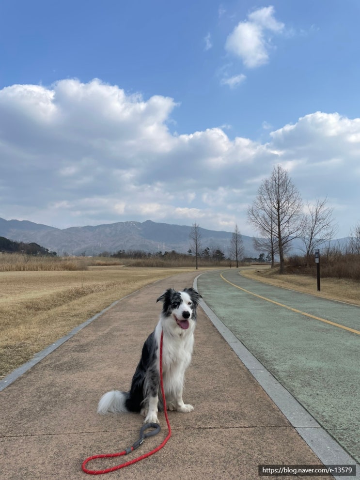  넓은 반려견 운동장, 양산 황산문화체육공원, 대형견 운동장, 주차, 이용료, 부산 근교 무료 반려견 운동장