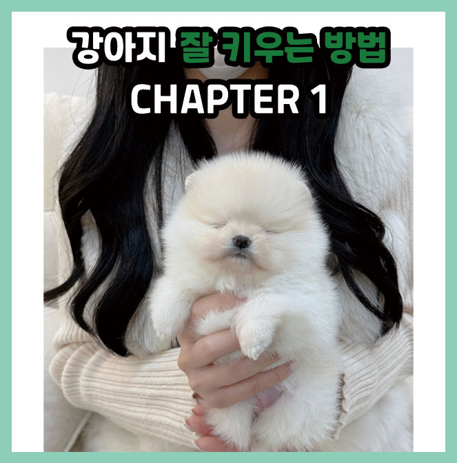  [이야기]강아지 잘 키우는 방법 CHAPER 1