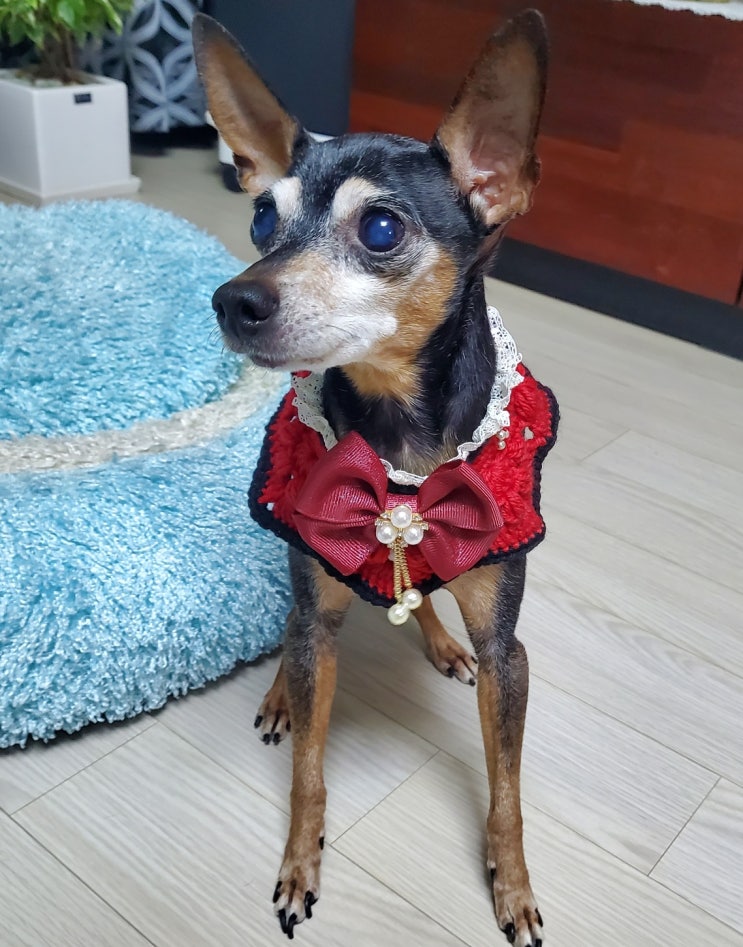 핸즈펫)강아지"댕댕이" 핸드메이드 포지티아케이프 스카프,패션 인싸템 추천 핸즈펫)강아지"댕댕이" 핸드메이드 포지티아케이프 스카프,패션 인싸템 추천