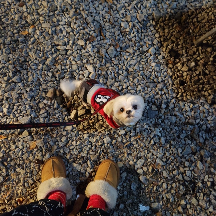  애견동반 가능한 변산반도캠핑장 바다야영장 후기