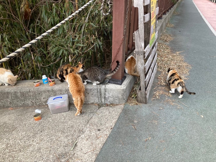  갈맷길 9-1 회동수원지~부산치유의숲 산책기 (with.길고양이,목줄 없이 돌아다니는 개들의 위협)