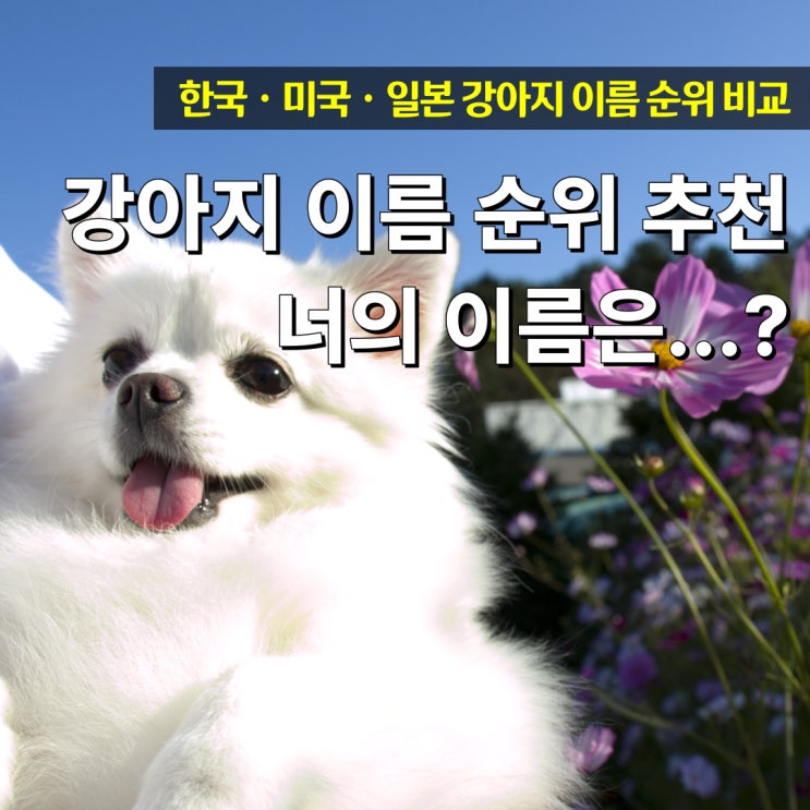  강아지 이름 추천 국내외 반려견 이름 순위는