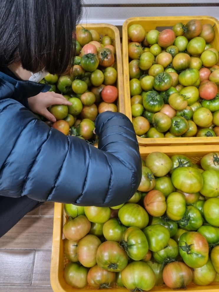 대저 짭잘이 짭짜리 토마토가 비싼 이유 3가지