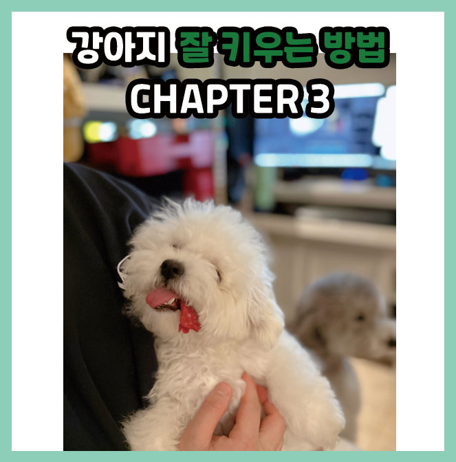  [이야기]강아지 잘 키우는 방법 CHAPER 3