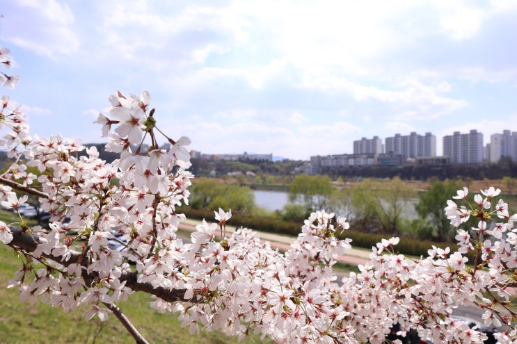  2023년 월별 봄꽃 개화시기 전국 명소 가볼만한곳