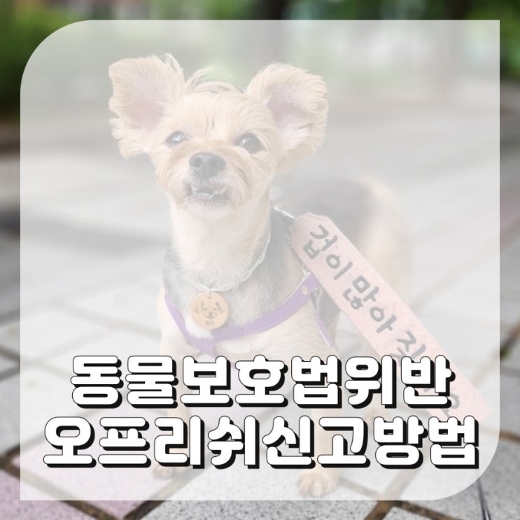  강아지 산책시 동물보호법 위반 오프리쉬 신고방법