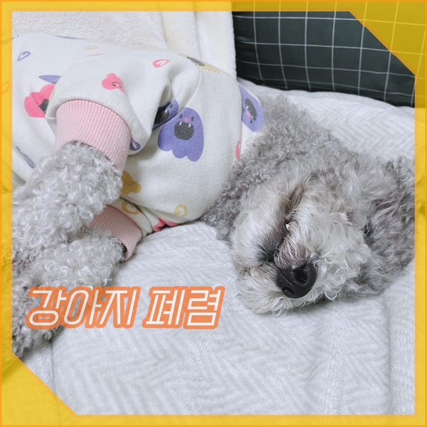 강아지 폐렴 기침 헥헥거림 증상이 나타난다면?