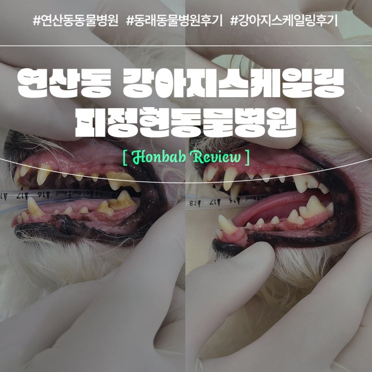 연산동동물병원 부산 강아지스케일링 순서 (feat. 피정현동물병원 )