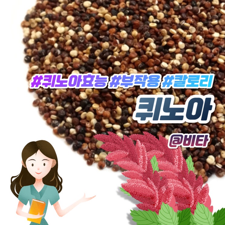  퀴노아 효능 먹는법(샐러드,밥) 칼로리
