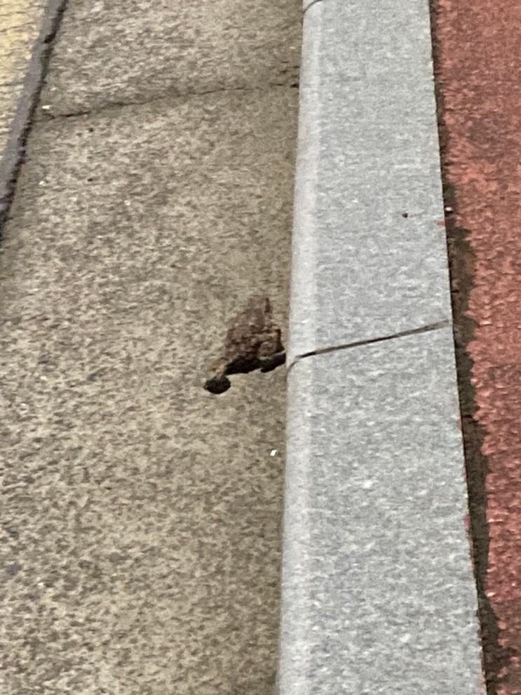이슬비 내리던 날,도로에 나온 두꺼비...낯선 이의 온정