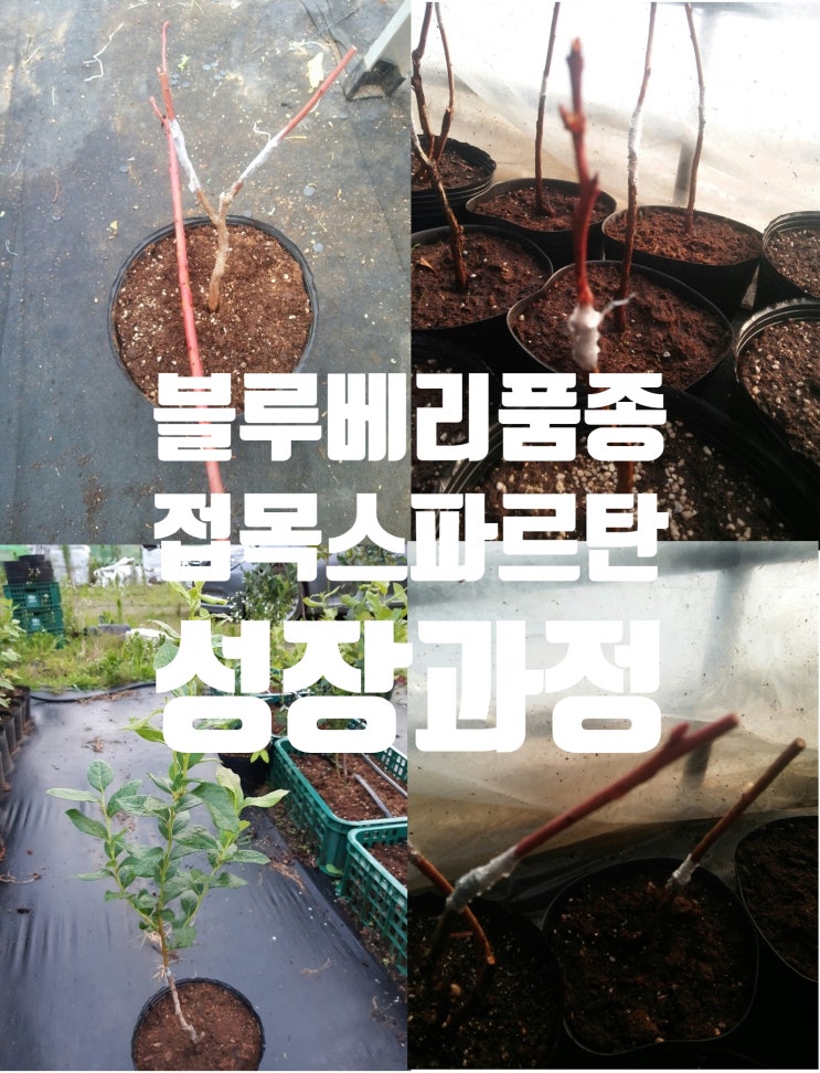 블루베리품종 접목스파르탄 묘목재배 육묘장 12개월 성장과정