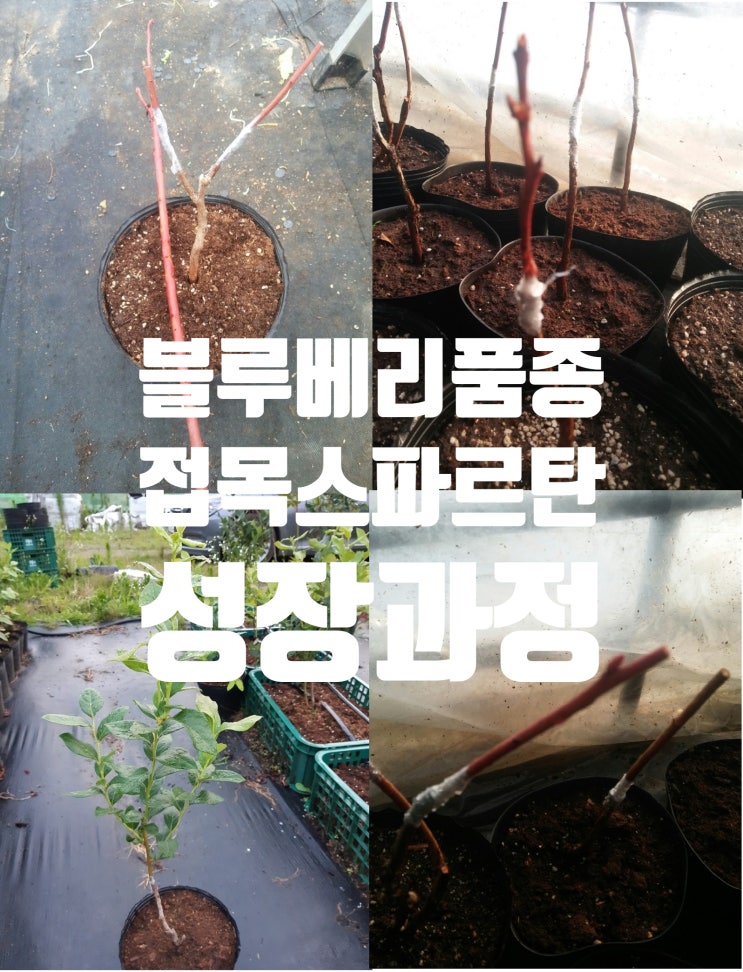  블루베리품종 접목스파르탄 묘목재배 육묘장 12개월 성장과정