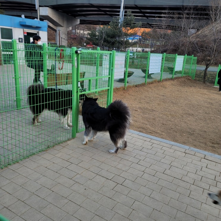 자이언트 알래스칸 말라뮤트 성격 분양가 초대형견