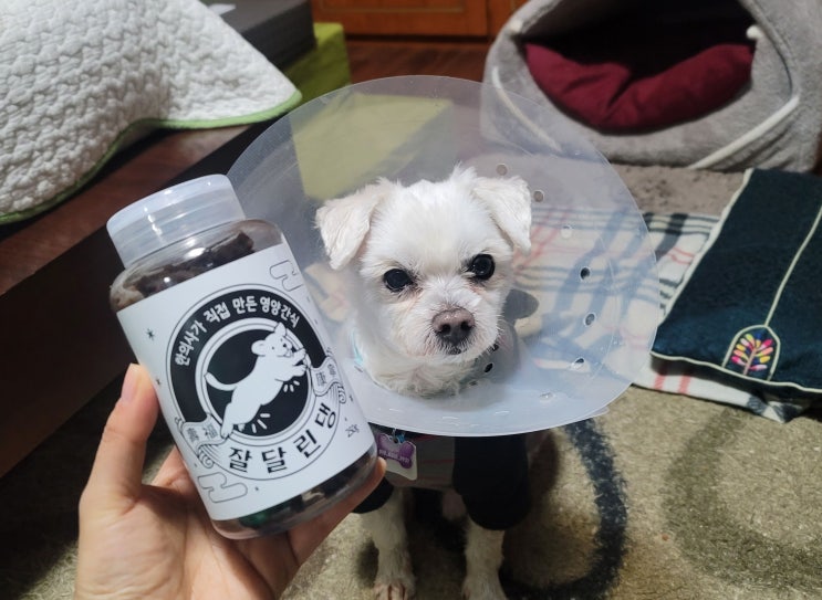  좋은 성분과 부드러운 식감으로 어린 강아지 부터 노견 까지 맛있게 편하게 부담없이 관절케어! '이거면댕냥 잘달린댕 PLUS+' 반려동물 관절영양제 추천!!