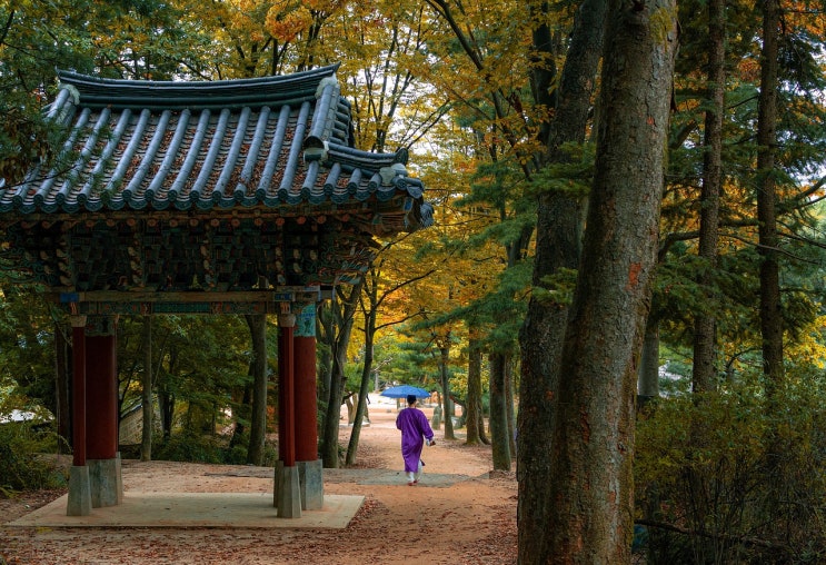 조선시대 왕 순서부터 업적 총정리(+조선시대 왕 계보, 조선시대왕이름,태종태세문단세x)