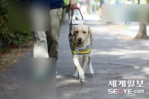 유명 개훈련사 성희롱 피소 여행 가서 역사 쓰자 누구 후배 보조훈련사 경찰 고소