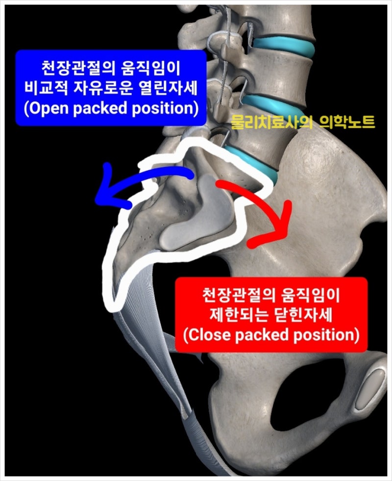 [코어근육, Core] 골반기저근(Pelvic floor muscle) : 치골미골근, 장미골근, 좌골미골근 : 네이버 블로그