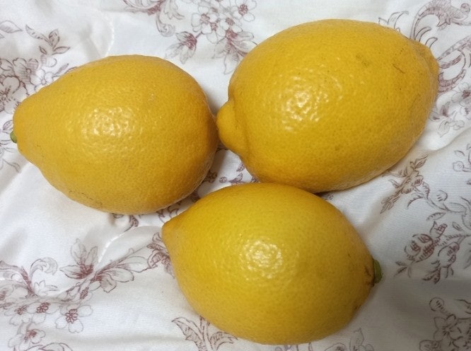  땅콩맛 분향리토마토와 제주도레몬으로 아침마다 레몬수