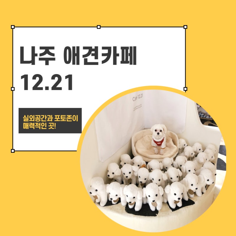 광주 애견카페 놀러와와 강아지와 사람이 함께 즐겨요