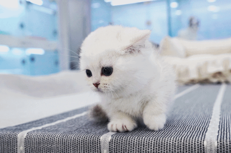 아기자기한 강서먼치킨고양이분양 : 네이버 블로그