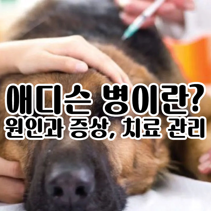 강아지 에딘슨병(부긴피질기능저하증) 원인과 증상, 치료, 관리