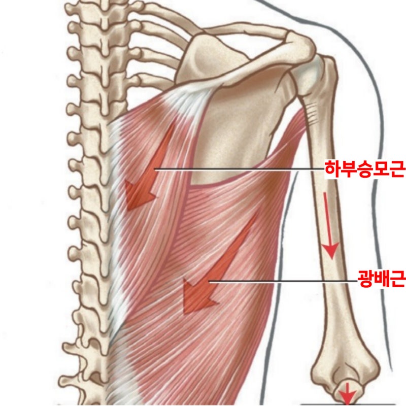 어깨 근육 명칭, 어깨뼈 총정리(By. 건강운동관리사) : 네이버 블로그