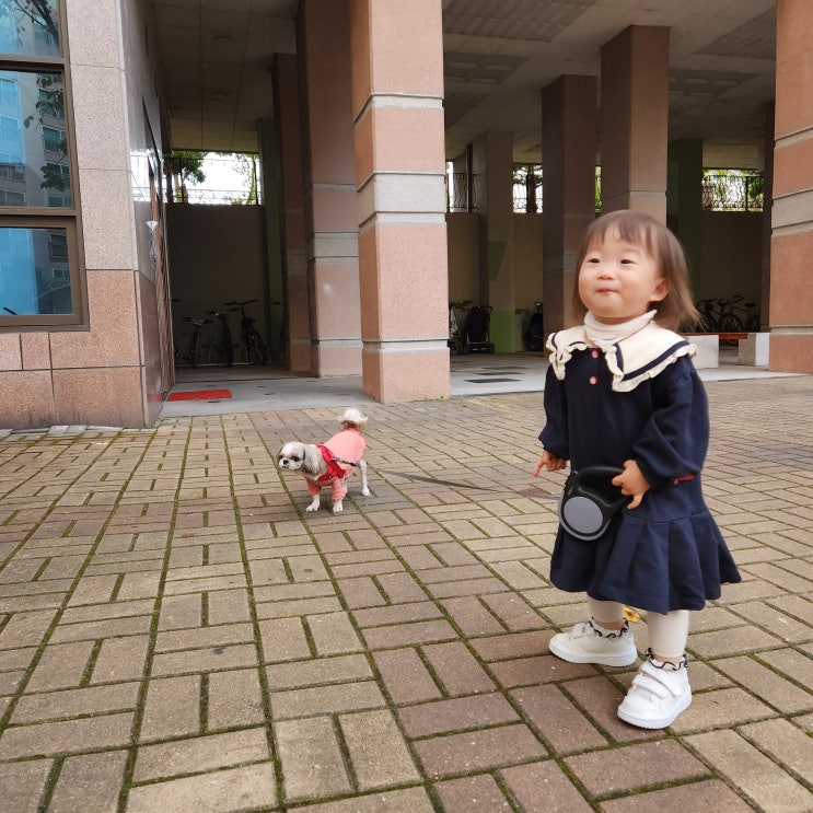  강아지 산책이 꼭 필요한 이유