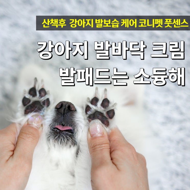  강아지 발바닥 크림 코니펫 풋센스 발보습제 후기