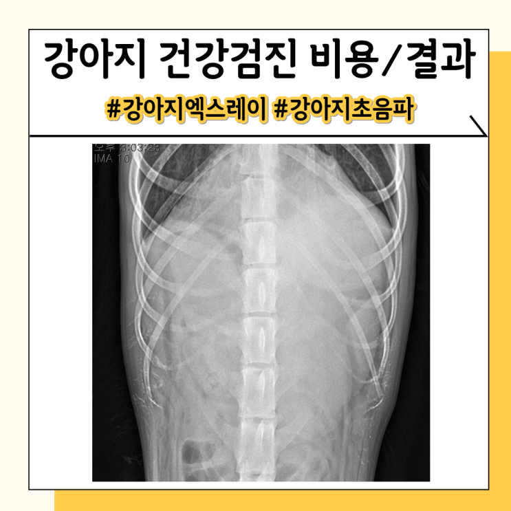 강아지 건강검진 비용과 항목, 그리고 결과 강아지 건강검진 비용과 항목, 그리고 결과