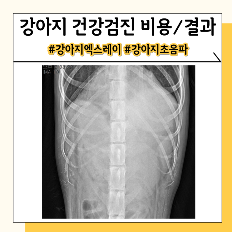 강아지 건강검진 비용과 항목, 그리고 결과