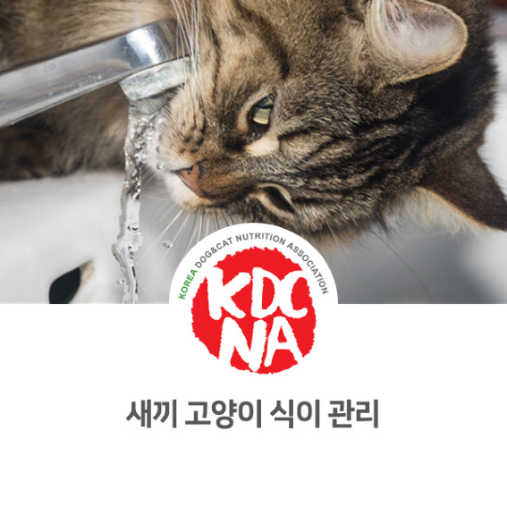  NO.1073 새끼고양이의 식이관리