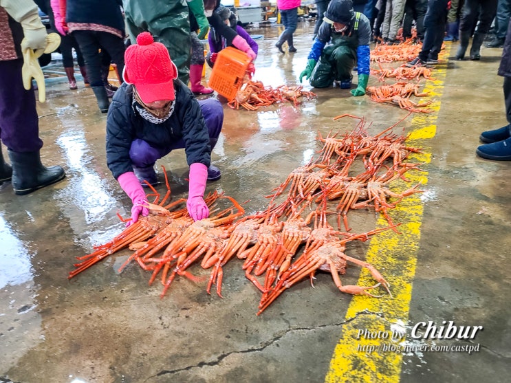  경북 울진 가볼만한곳 여행 대게축제 열릴 후포항 대게위판장