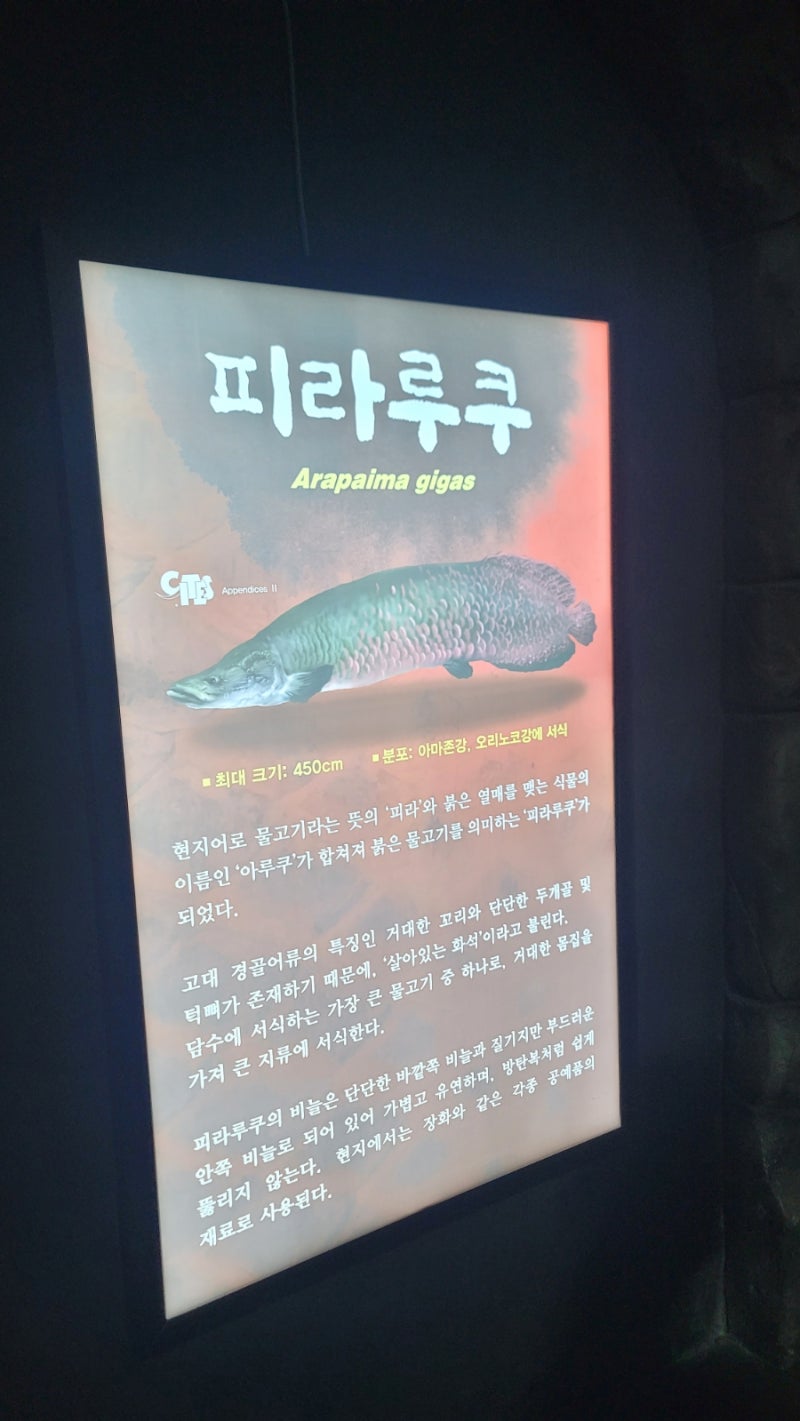 경남 사천 하마,슈빌 볼 수 있는 아라마루 아쿠아리움, 카페 아쿠아 : 네이버 블로그, image size:800x1421