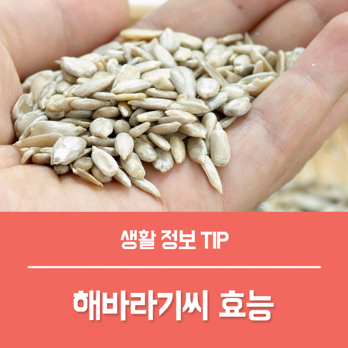  해바라기씨 효능 6가지, 해바라기씨 칼로리 해바라기씨유 부작용?