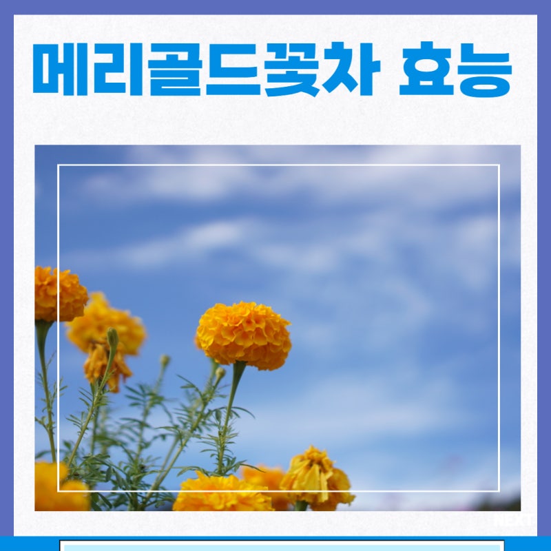메리골드꽃차 효능 마리골드차 부작용 먹는법 : 네이버 블로그 메리골드꽃차 효능 마리골드차 부작용 먹는법 : 네이버 블로그