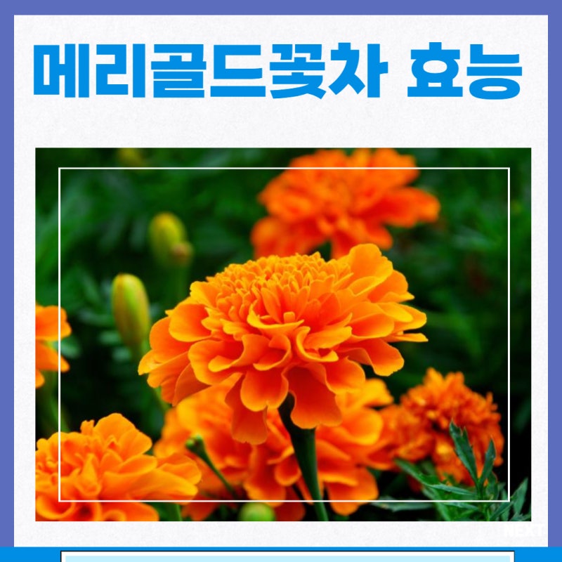 메리골드꽃차 효능 마리골드차 부작용 먹는법 : 네이버 블로그 메리골드꽃차 효능 마리골드차 부작용 먹는법 : 네이버 블로그