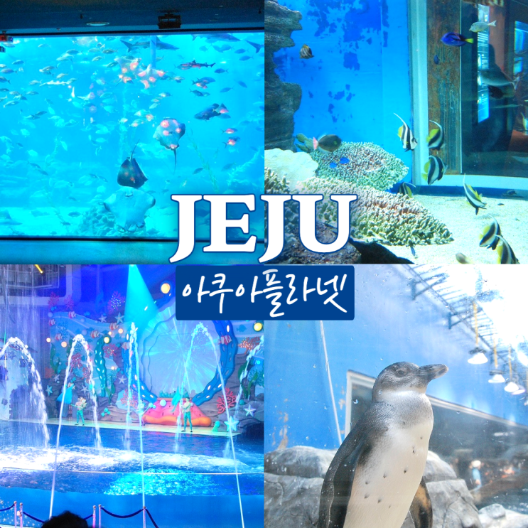  제주도실내관광지 아쿠아플라넷 공연시간/할인정보 제주 동쪽 아이랑 가볼만한곳
