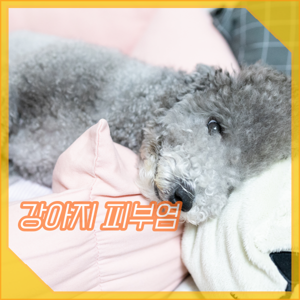 강아지 링웜, 곰팡이성 피부염 증상, 원인과 치료법