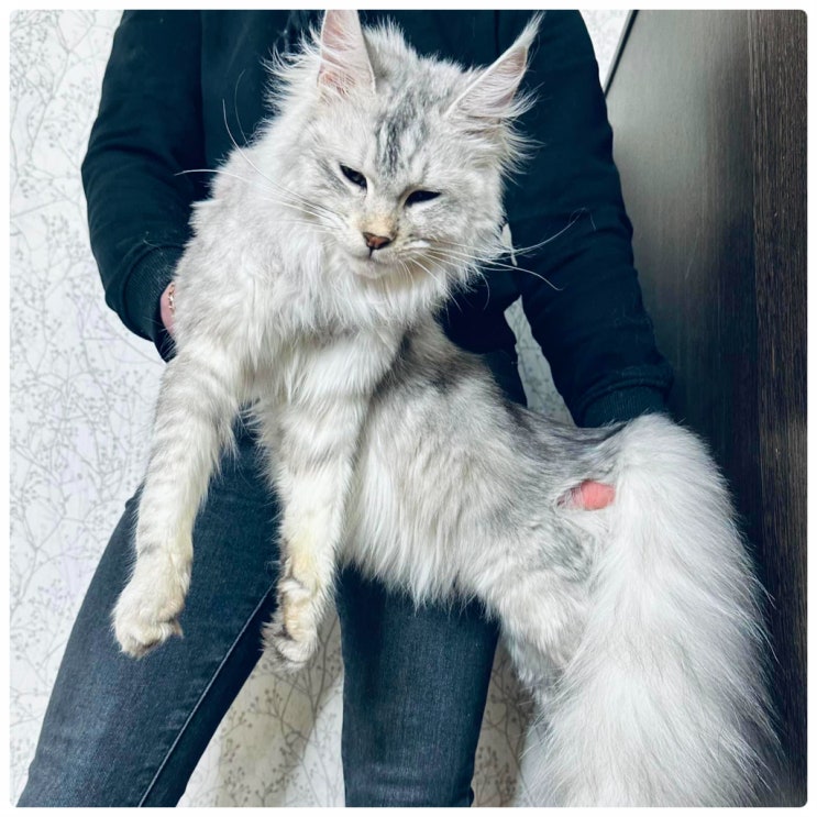  메인쿤 포토, 대형묘 렉돌과 메이쿤 고양이 성묘 크기 성격 다른점 비교