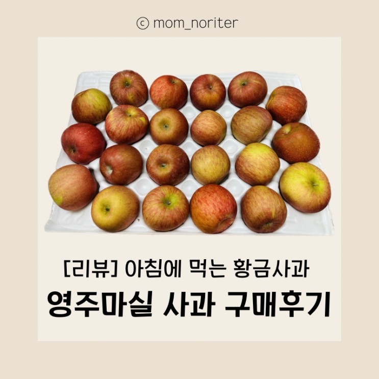 [리뷰] 우리 가족 아침을 책임지는 영양만점 “사과” 영주마실 사과 구매후기 아침에 먹는 사과는 황금사과? 사과의 효능