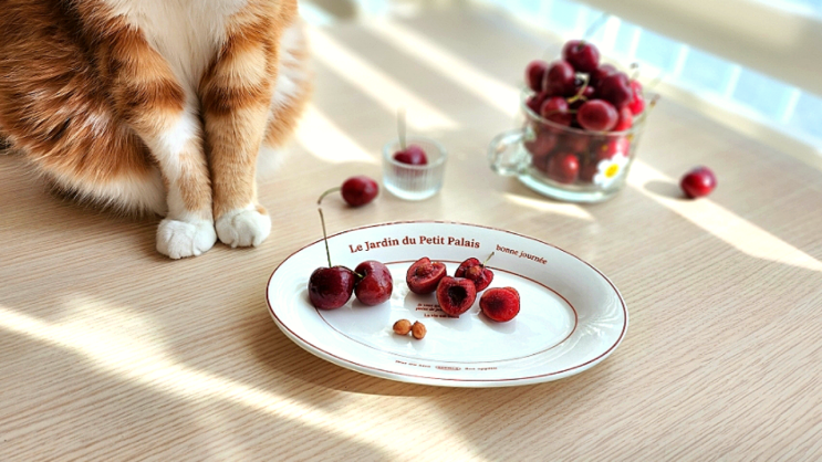  고양이 강아지 체리 씨앗 들어 있는 과일 음식 먹어도 되나요?