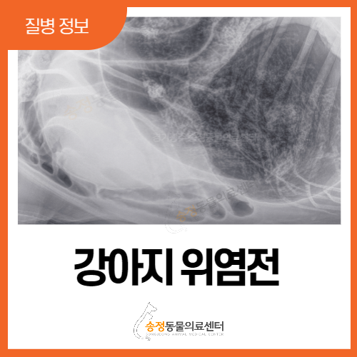  강아지위염전 원인과 치료방법, 특히 대형견 배가 부풀어오를 때.(경기광주 분당 동물병원)