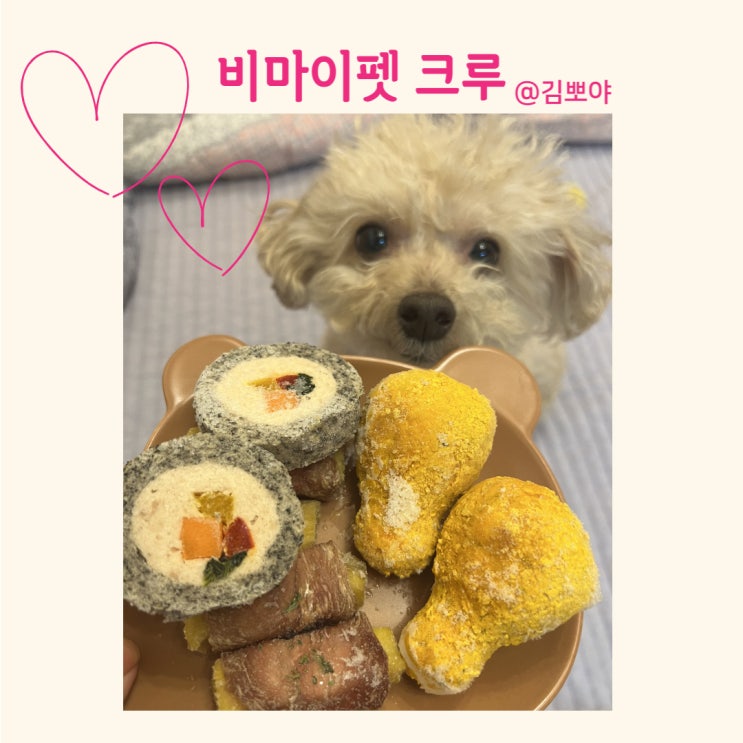  비마이펫크루 1기 김뽀야 비마이펫에서 깜짝 선물을