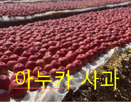  탈모 방지 아누카 사과 추출 분말 효능