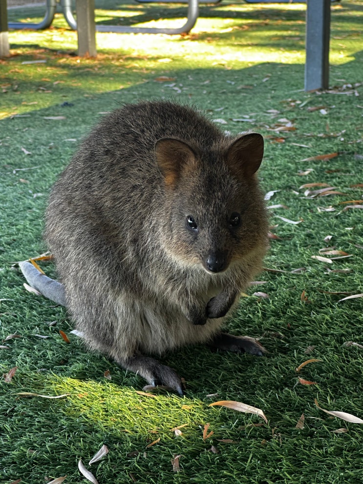  로트네스트 섬 (Rottnest Island) 톺아보기 