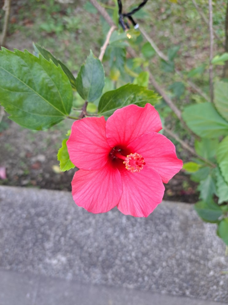  학력 위조하기