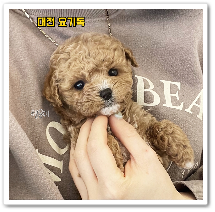  논산애견샵 고민하게 되었는데