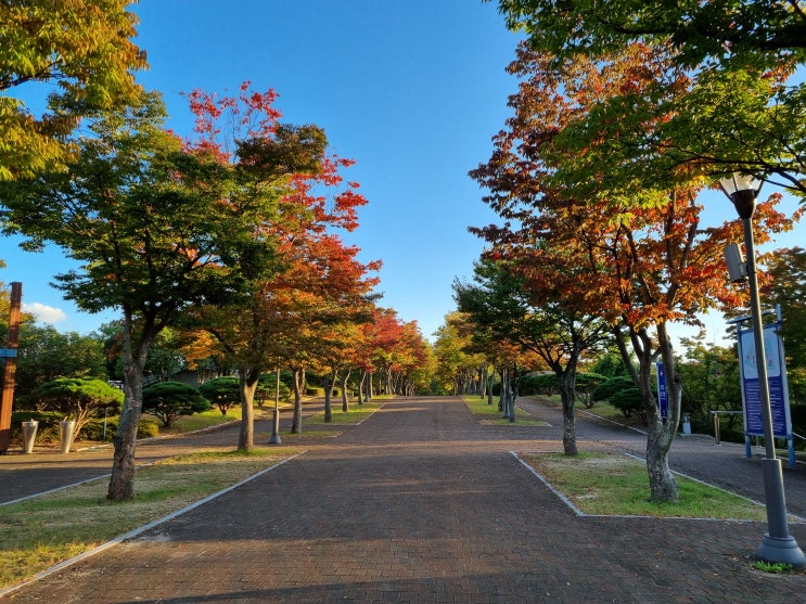  울산 가을 단풍 구경하기 좋은 울산문수구장 마로니에길