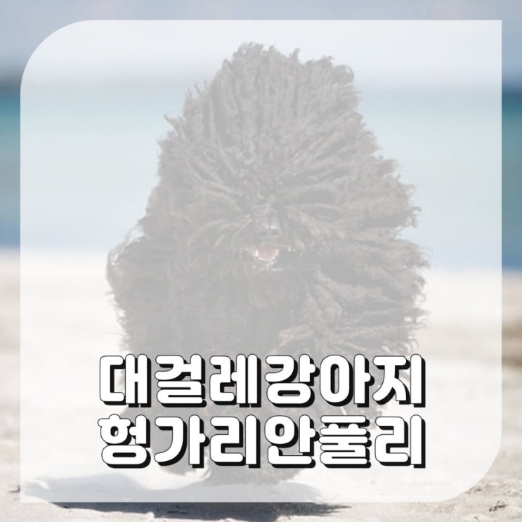  털 안빠지는 특이한 강아지 종류 헝가리안 풀리