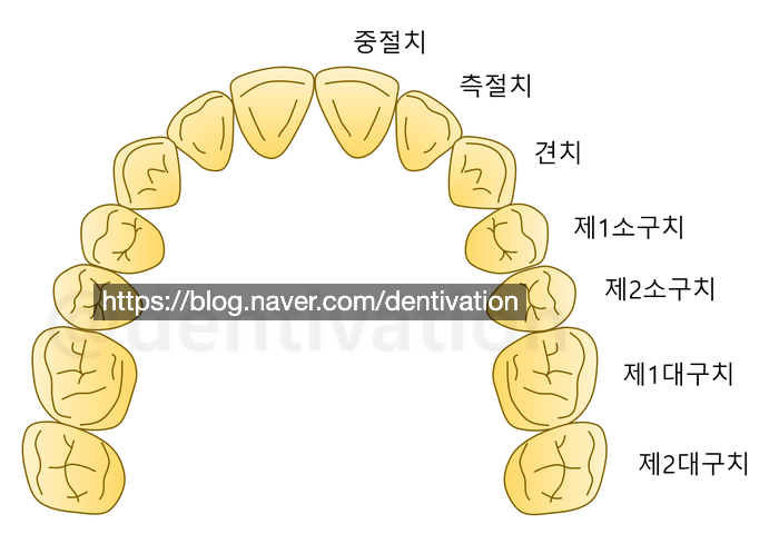  소구치? 견치? 치아이름 한글, 치아이름 영어로 알아보기 (치과용어 + 치과상식)